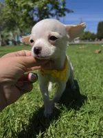 Mochie , a female Chihuahua for sale in Santa Ana, CA – Photo 1 of 6