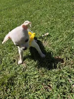 Mochie , a female Chihuahua for sale in Santa Ana, CA – Photo 6 of 6