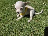 Mochie , a female Chihuahua for sale in Santa Ana, CA – Photo 5 of 6