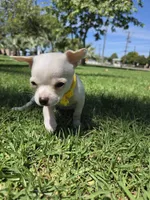 Mochie , a female Chihuahua for sale in Santa Ana, CA – Photo 4 of 6