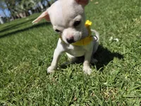 Mochie , a female Chihuahua for sale in Santa Ana, CA – Photo 2 of 6