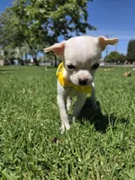 Mochie , a female Chihuahua for sale in Santa Ana, CA – Photo 3 of 6