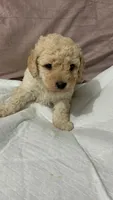 Mimi , a female Maltipoo for sale in Santa Ana, CA – 3 of 3