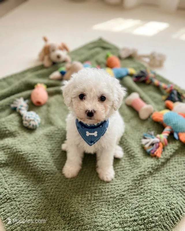 Coco – Maltipoo puppy for sale in Santa Ana, CA