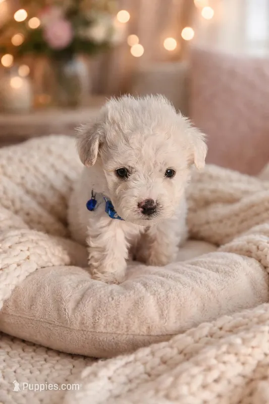 Sugar Bear – Maltipoo puppy for sale in Santa Ana, CA