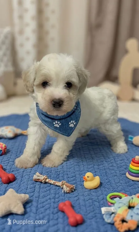 Sugar Bear – Maltipoo puppy for sale in Santa Ana, CA