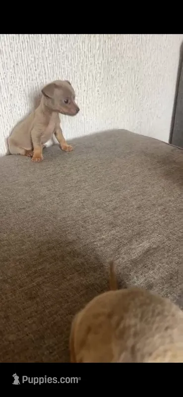Hennessy – Chihuahua puppy for sale in Santa Ana, CA