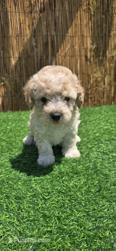 Coco – Maltipoo puppy for sale in Santa Ana, CA