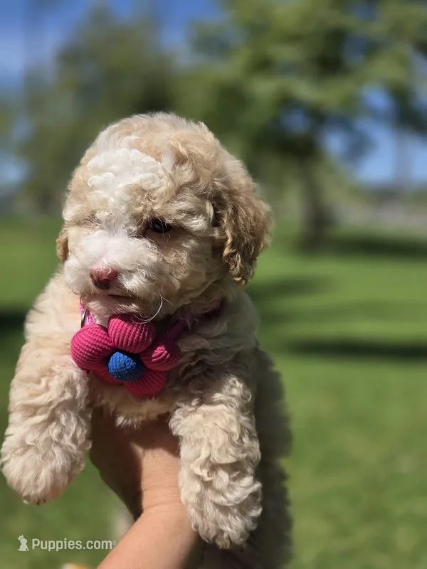 Bella – Maltipoo puppy for sale in Santa Ana, CA