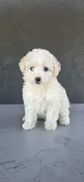 Sugar Bear, a male Maltipoo for sale in Santa Ana, CA – 4 of 5