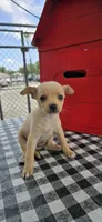 Coco, a male Chihuahua for sale in Santa Ana, CA – 2 of 4