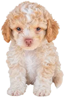 Teddy, a male Maltipoo for sale in Santa Ana, CA – 2 of 5