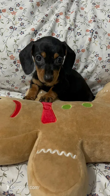 Mimi – Miniature Dachshund puppy for sale in Santa Ana, CA