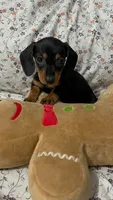 Mimi, a female Miniature Dachshund for sale in Santa Ana, CA – 1 of 3