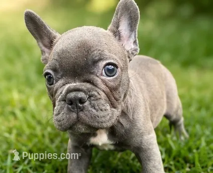 Nikki  – French Bulldog puppy for sale in Santa Ana, CA