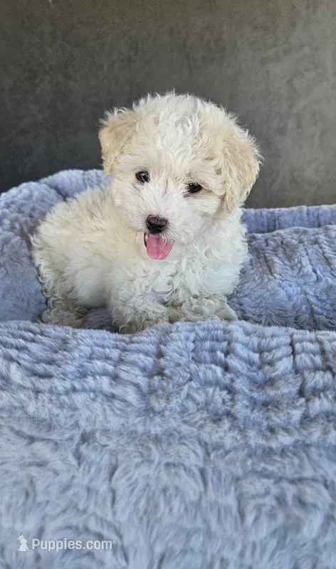 Sugar Bear – Maltipoo puppy for sale in Santa Ana, CA