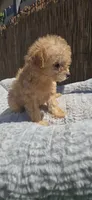 Mikey , a male Maltipoo and Chihuahua for sale in Santa Ana, CA – 3 of 6