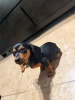 Chico, a male Dachshund for sale in Santa Ana, CA – 3 of 3