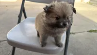 Tea cup Bisquet, a male Pomeranian for sale in Santa Ana, CA – Photo 2 of 4