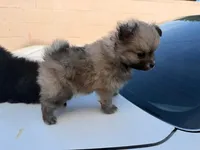 Tea cup Bisquet, a male Pomeranian for sale in Santa Ana, CA – Photo 3 of 4