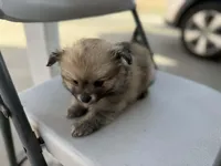 Tea cup Bisquet, a male Pomeranian for sale in Santa Ana, CA – Photo 1 of 4
