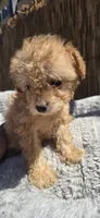 Mikey , a male Maltipoo and Chihuahua for sale in Santa Ana, CA – 2 of 6