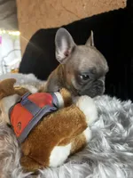 Baby leah, a female French Bulldog for sale in Santa Ana, CA – 2 of 3