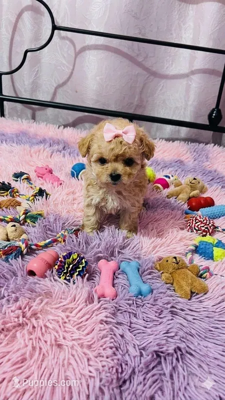 Rita – Maltipoo puppy for sale in Santa Ana, CA