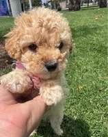 Baby , a female Maltipoo for sale in Santa Ana, CA – 5 of 6