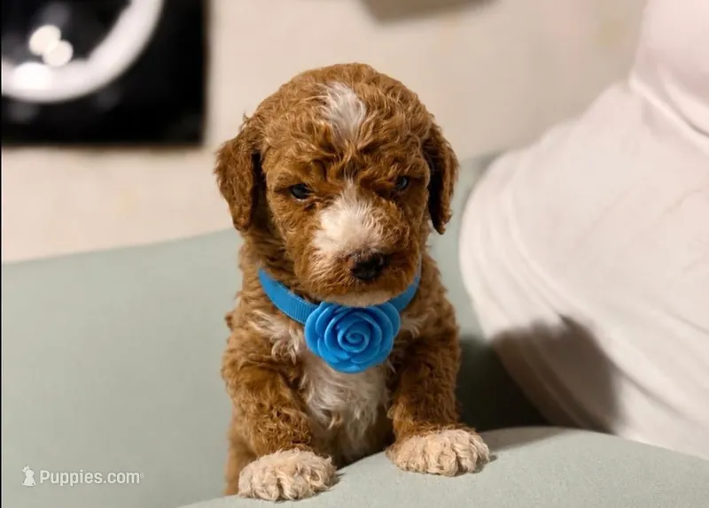 Prince  – Poodle - Miniature  puppy for sale in Santa Ana, CA