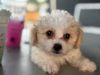 Teddy, a male Maltipoo for sale in Santa Ana, CA – 2 of 4