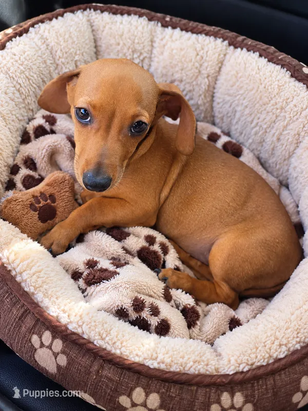 Chucky – Dachshund puppy for sale in Santa Ana, CA