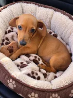 Chucky, a male Dachshund for sale in Santa Ana, CA – 1 of 3