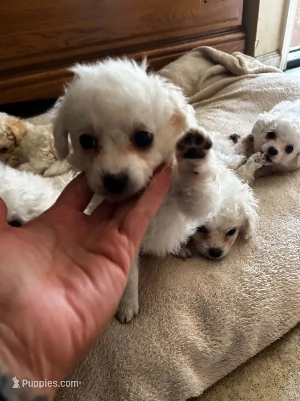 Baby – Maltipoo puppy for sale in Santa Ana, CA