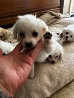 Baby, a female Maltipoo for sale in Santa Ana, CA – 1 of 3