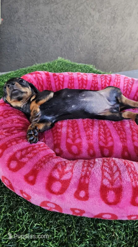 Sasha – Miniature Dachshund puppy for sale in Santa Ana, CA