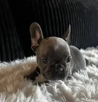 Honey , a female French Bulldog for sale in Santa Ana, CA – 1 of 2