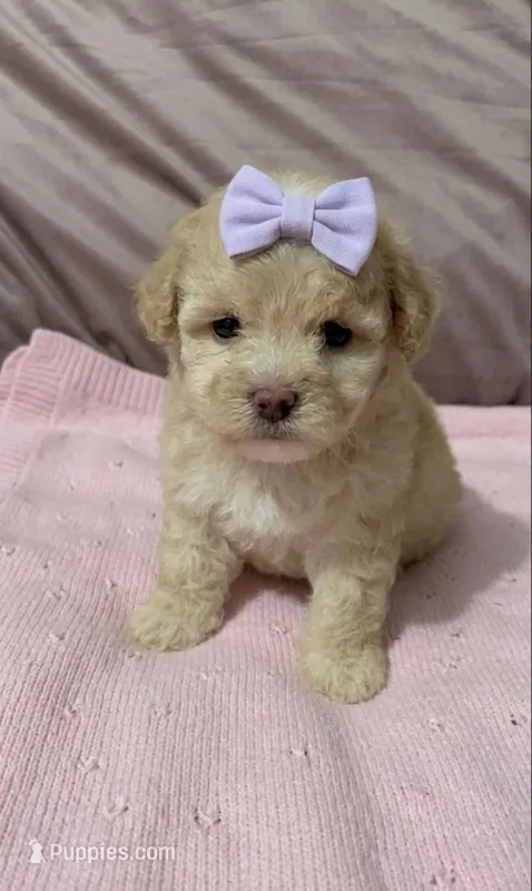 Candy – Maltipoo puppy on hold in Santa Ana, CA