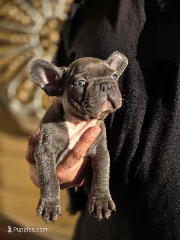 Tyson – French Bulldog puppy for sale in Santa Ana, CA