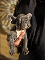 Tyson, a male French Bulldog for sale in Santa Ana, CA – Photo 1 of 3