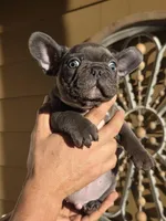 Tyson, a male French Bulldog for sale in Santa Ana, CA – Photo 2 of 3