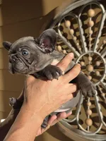 Tyson, a male French Bulldog for sale in Santa Ana, CA – Photo 3 of 3