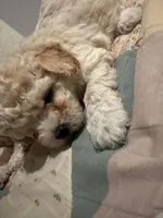 Teddy, a male Maltipoo for sale in Santa Ana, CA – 2 of 2