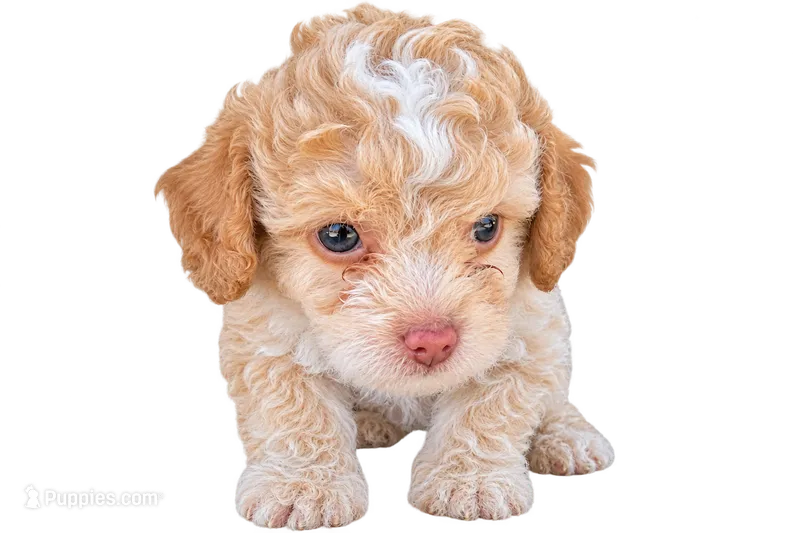 Teddy – Maltipoo puppy for sale in Santa Ana, CA