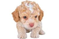 Teddy, a male Maltipoo for sale in Santa Ana, CA – 1 of 5
