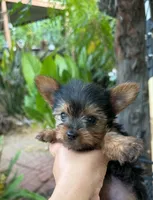 Tea cup Honey, a female Yorkshire Terrier for sale in Santa Ana, CA – 3 of 3