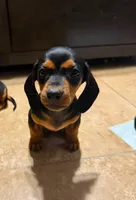 Rosy, a female Dachshund for sale in Santa Ana, CA – 2 of 2