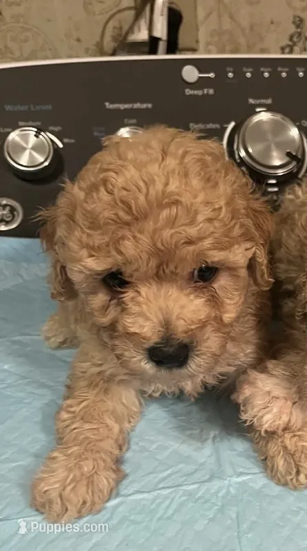 Teddy – Maltipoo puppy for sale in Santa Ana, CA