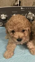 Teddy, a male Maltipoo for sale in Santa Ana, CA – 1 of 2