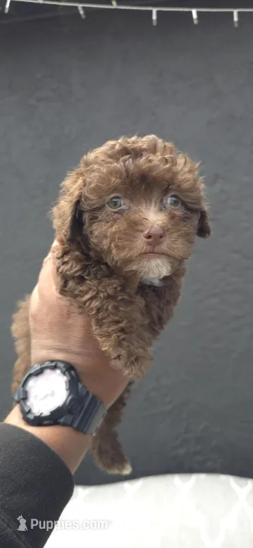 Choco Chocolate Color – Maltipoo puppy for sale in Santa Ana, CA